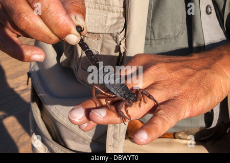 Schwarz (behaarte Thicktailed) Skorpion (Parabuthus Villosus), Namib-Wüste, Namibia, April 2013 Stockfoto