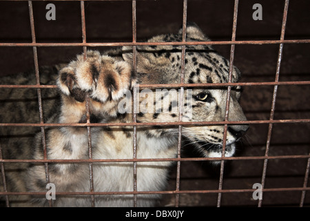 Snow Leopard in Gefangenschaft gehaltenen Stockfoto