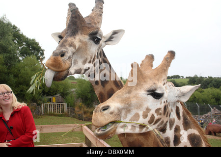 Zwei westafrikanischen Giraffen Essen nach nur von einer Frau in einem roten Mantel gefüttert Stockfoto