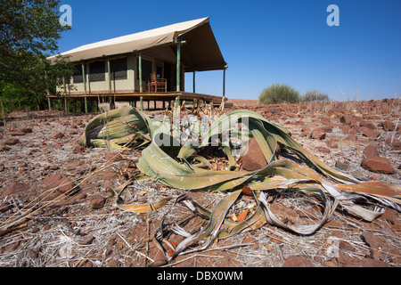 Wilderness Safaris Luxus tented Camp am Desert Rhino Camp mit Welwitschia, Palmwag, Kunene-Region, Namibia Stockfoto