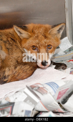 Nahaufnahme von einem Fuchs in einem Tierheim. Stockfoto