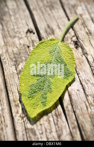 einzelnen Salbeiblatt, frisch aus dem Garten gepflückt. Stockfoto