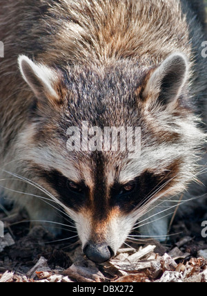 Nordamerikanischer Waschbär (Procyon Lotor) Stockfoto