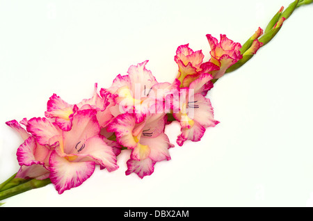 Rosa Gladiole ist auf weißem Hintergrund Stockfoto