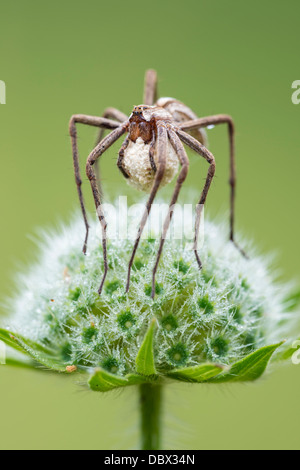 Weibliche Baumschule Web-Spider mit einem Ei sac Stockfoto