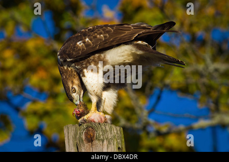 RED TAILED HAWK ESSEN BEUTE STEHEND AUF ZAUNPFOSTEN Stockfoto