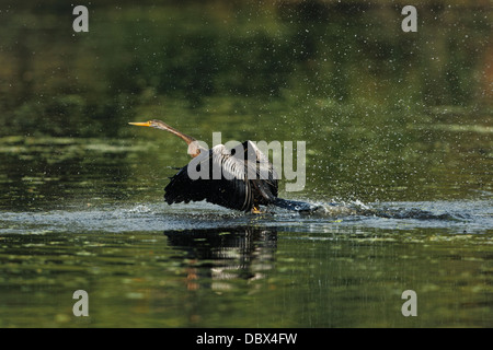 Darter (Schlange-Vogel) abheben, Bharatpur, Indien. (Anhinga Melanogaster) Stockfoto