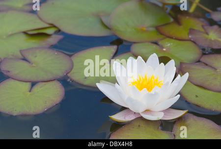 Weißes Wasser Lilly Blume mit Blättern, die auf dem Wasser schwimmen Stockfoto