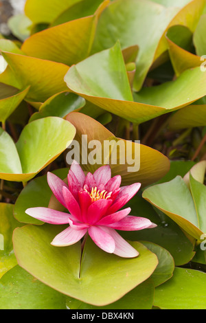 Rosa Seerose Stockfoto