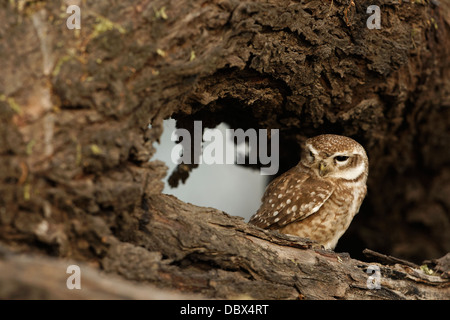 Gefleckte Owlet (Athene Brama) Stockfoto