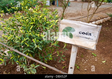 Coca-Pflanze an den Überresten der Huaca Pucllana, eines antiken Tempels in Miraflores Bezirk von Lima in Peru. Stockfoto