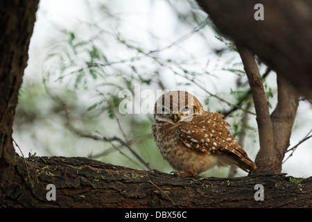 Gefleckte Owlet (Athene Brama) Stockfoto