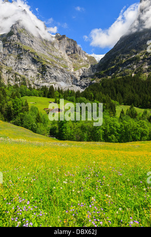 Frühlingsblumen in der Nähe von Grindelwald, Berner Oberland, Schweiz. Stockfoto