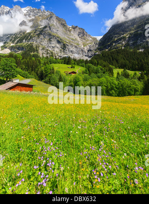Frühlingsblumen in der Nähe von Grindelwald, Berner Oberland, Schweiz Stockfoto