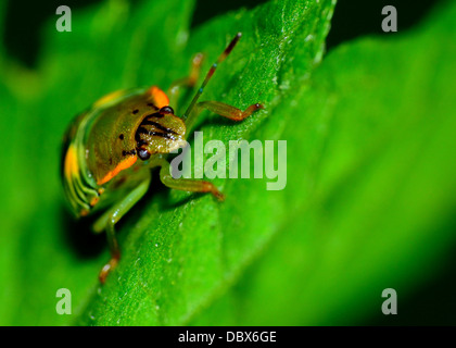 Ein Käfer thront auf einem Blatt der Pflanze. Stockfoto