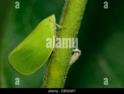 Makroaufnahme eines Insekts Leafhopper thront auf einem Stiel Grünpflanze. Stockfoto