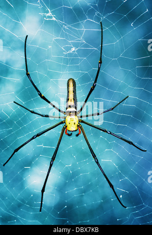 Große tropische Spinne - Nephila im web Stockfoto