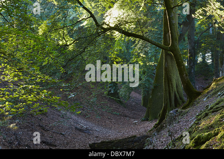 Buche Bäume wachsen auf der irdenen "Bastei" prähistorischen Woodbury Burg in der Nähe von Woodbury, in der Nähe von Exeter, Devon, Großbritannien. Stockfoto