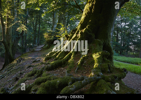 Buche Bäume wachsen auf der irdenen "Bastei" prähistorischen Woodbury Burg in der Nähe von Woodbury, in der Nähe von Exeter, Devon, Großbritannien. Stockfoto