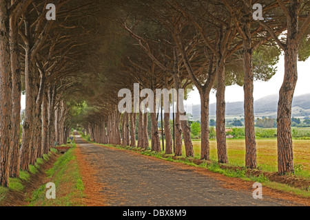 Parco Naturale di Maremma, Pine Avenue - Italien Stockfoto