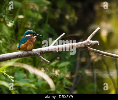 Ein junger männlicher Eisvogel (Alcedo Atthis) Stockfoto