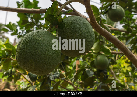 Vietnamesische Grapefruit, Pomelo, genannt wächst auf dem Baum. Stockfoto