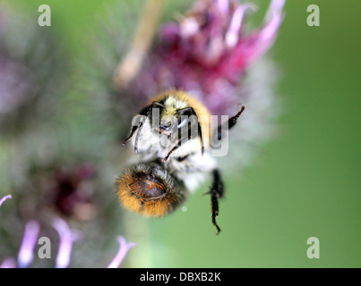 Eine Hummel auf einer Blume Stockfoto