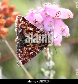 Schöne gelbe Underwing Moth (Anarta Myrtilli) posiert & Futtersuche auf Erica Tetralix Blumen Stockfoto