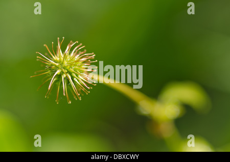 Einzelne Seedhead gemeinsamen Unkraut Herb Bennet dessen Haken Grate wie Klette gekippt inspiriert die Erfindung der Klettverschluss Stockfoto