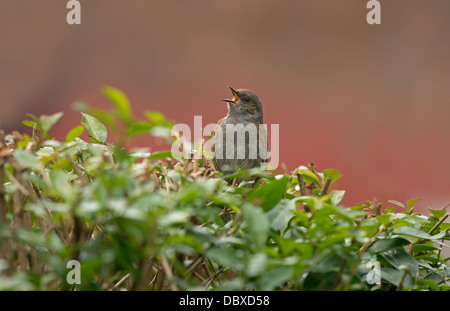 Heckenbraunelle männlichen Gesang Stockfoto
