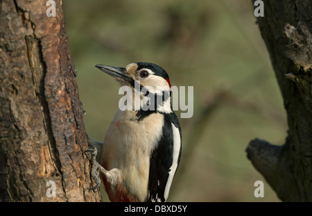 Great Spotted Woodpecker-männlich Stockfoto