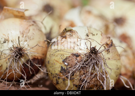 Zwiebeln auf Tisch frisch aus dem Boden gelegt. Stockfoto