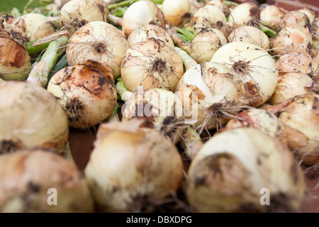 Zwiebeln auf Tisch frisch aus dem Boden gelegt. Stockfoto