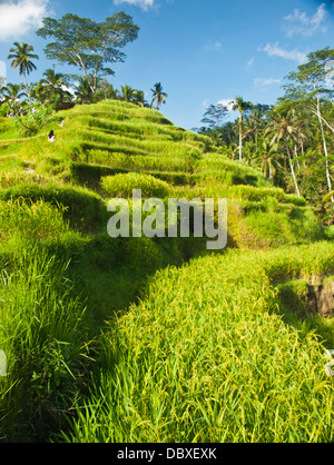 Blick auf die Jatiluwih Reis-Terrassen in Insel Bali, Indonesien Stockfoto