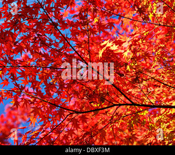 Herbstlaub Blätter und Zweige Stockfoto