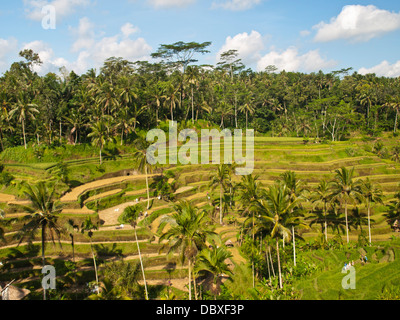 Gesamtansicht Jatiluwih Reis-Terrassen in Insel Bali, Indonesien Stockfoto