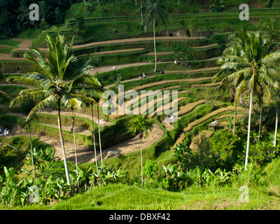 Grüne und gelbe welliges Terrain von Jatiluwih Reis-Terrassen in Insel Bali, Indonesien Stockfoto