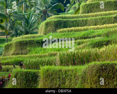 Wellenlinien Jatiluwih Reis-Terrassen in Insel Bali, Indonesien Stockfoto