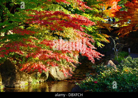 Herbstlaub am in Nagoya, Japan. Stockfoto