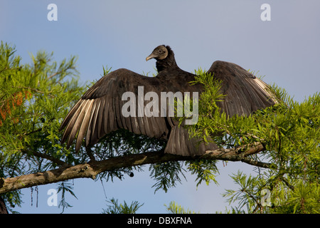 Mönchsgeier thront in der Morgensonne Stockfoto