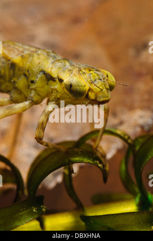 Eine Nahaufnahme auf den Kopf der Larve oder Nymphe, einer südlichen Hawker Libelle (Aeshna Cyanea) festhalten an Laichkräuter Stockfoto