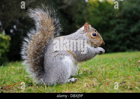 Ein graues Eichhörnchen (Sciurus Carolinensis) auf dem Rasen sitzen und Essen eine Nuss im Greenwich Park, London. Dezember. Stockfoto