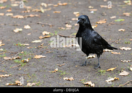 Eine AAS-Krähe (Corvus Corone) stehen unter den gefallenen Eiche Blätter auf schlammigen Boden im Greenwich Park, London. Dezember. Stockfoto