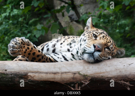 Jaguar liegen auf einem Holzbalken nach gerade aufgewacht Stockfoto