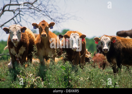 Kühe auf der Weide Stockfoto