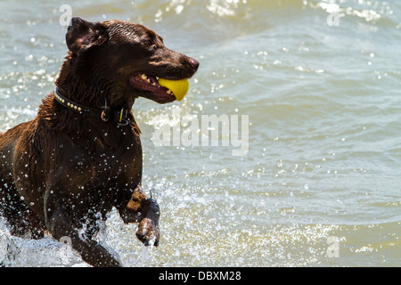 Labrador mit Ball in den Mund Stockfoto
