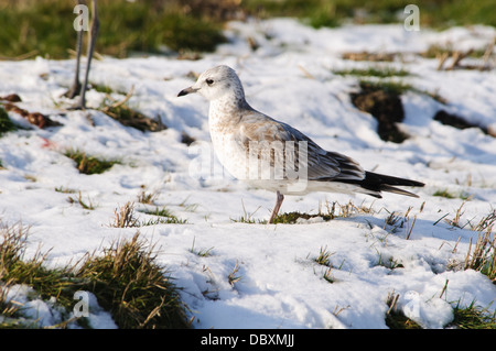 Eine juvenile gemeinsame Möwe (Larus Canus) stehend auf zugefrorenen und verschneiten Marschland auf der Isle of Sheppey in Kent. Februar. Stockfoto