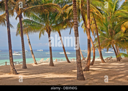 Hohen Kokospalmen in Bohol, Philippinen Stockfoto