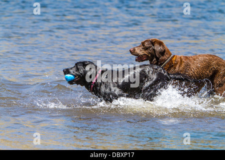 Ein Labrador und ein Black Lab spielen zusammen in Grant Lake in June Lake California ein Haustier freundliches Urlaubsziel. Stockfoto