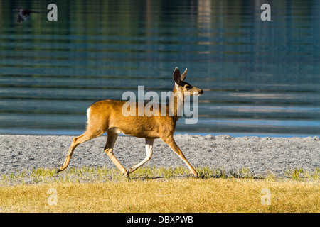 Ein Reh und ihre Kälber zu Fuß entlang der Badestrand am June Lake in June Lake California Stockfoto